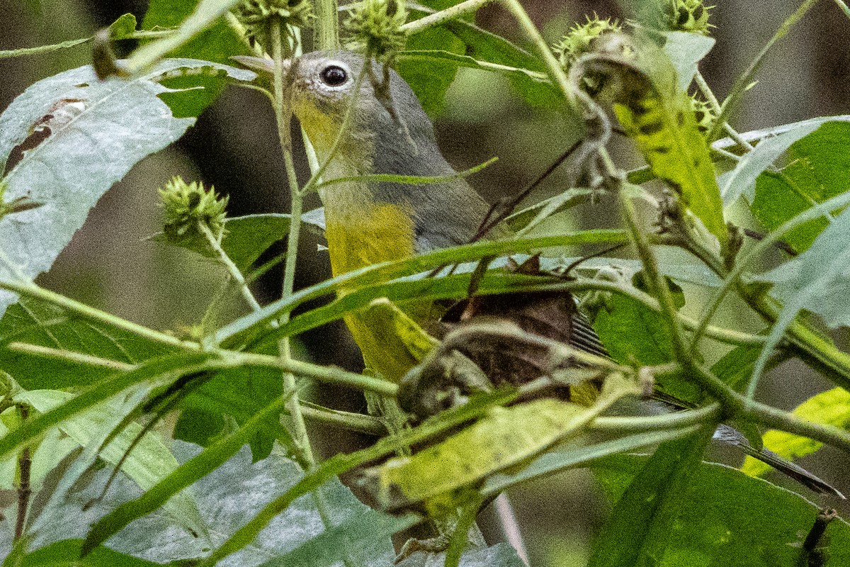 Magnolia Warbler - ML642665263