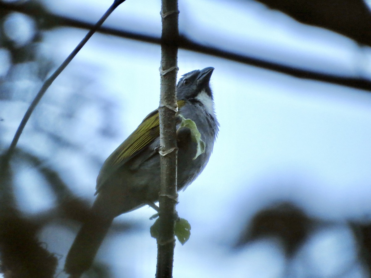 Black-headed Saltator - ML642665298