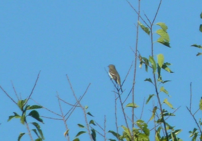 Hutton's Vireo - ML642665310