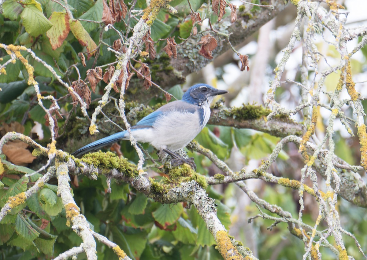 California Scrub-Jay - ML642665317