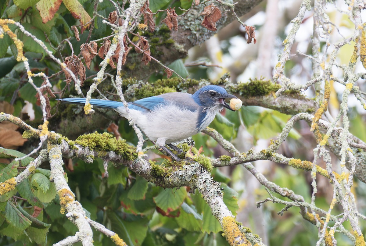 California Scrub-Jay - ML642665334