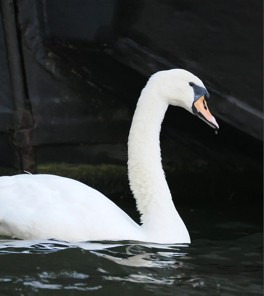 Mute Swan - ML642665354