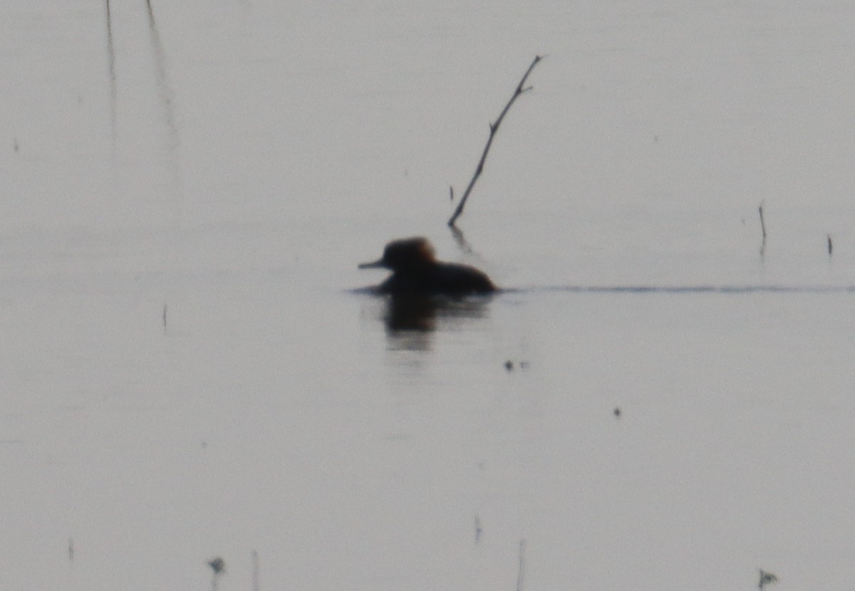 Hooded Merganser - ML642665362