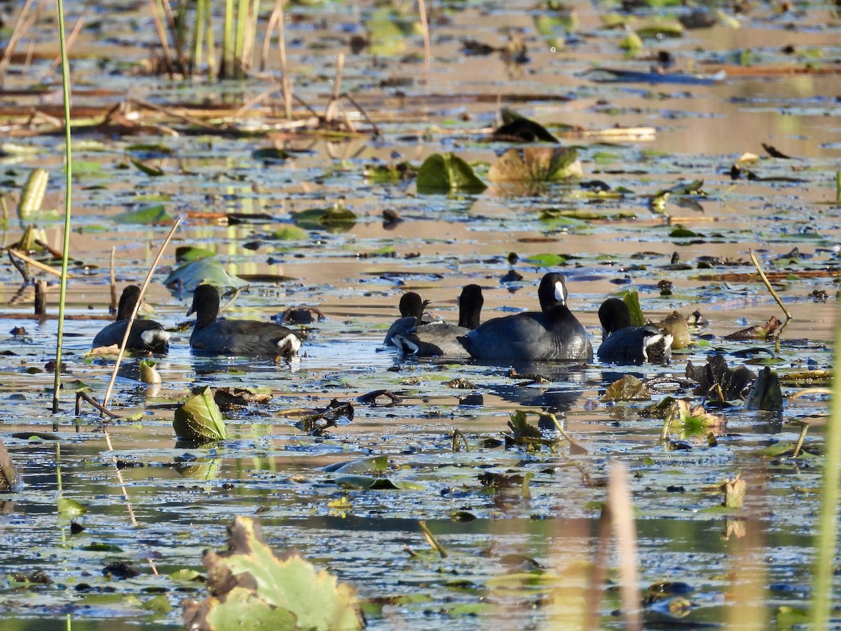 American Coot - ML642665376