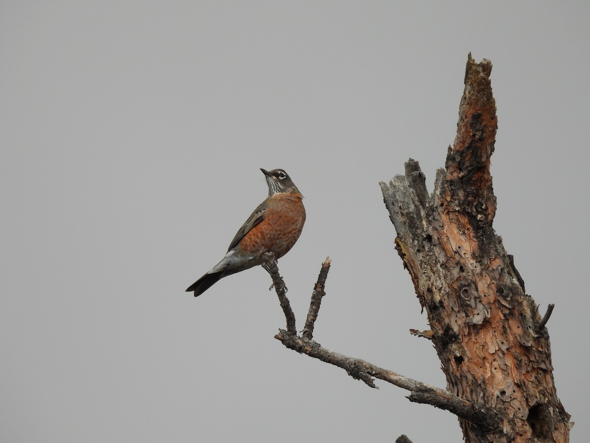 American Robin - ML642665385