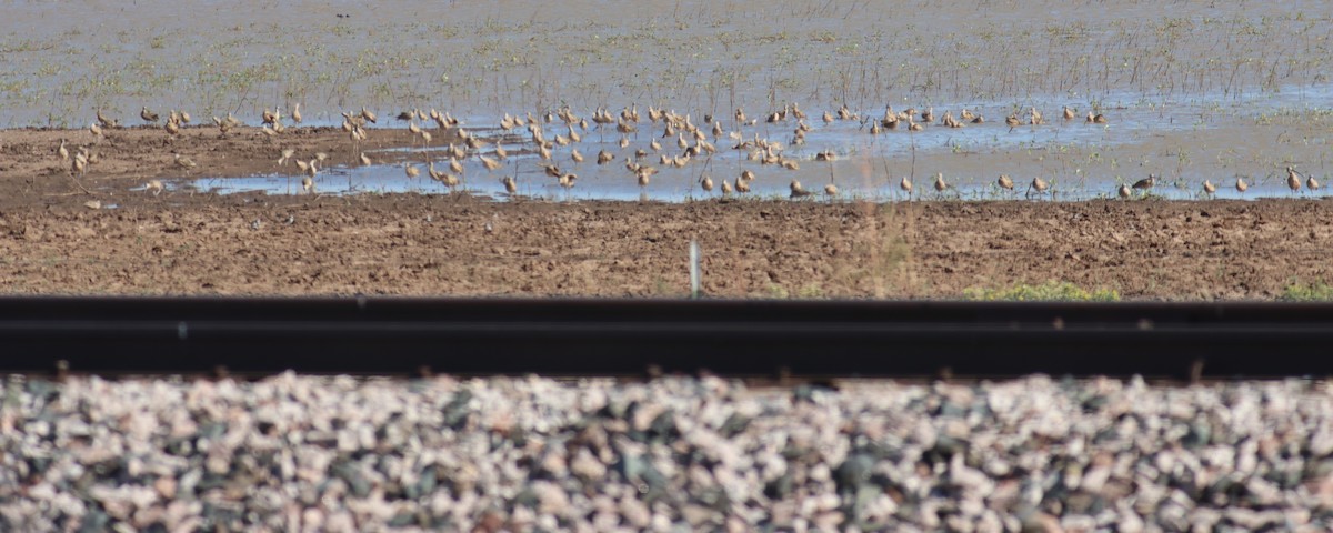 Long-billed Curlew - ML642665395