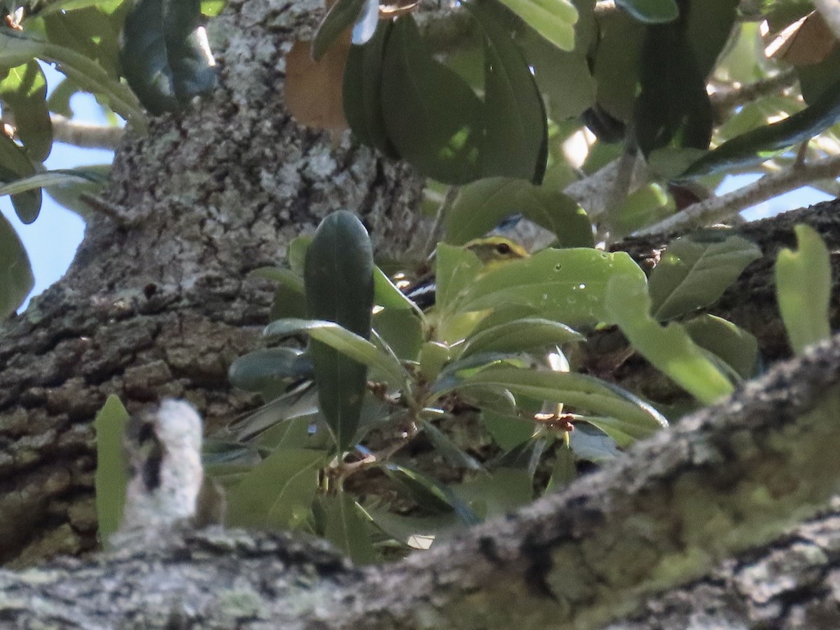 Blackburnian Warbler - ML642665402