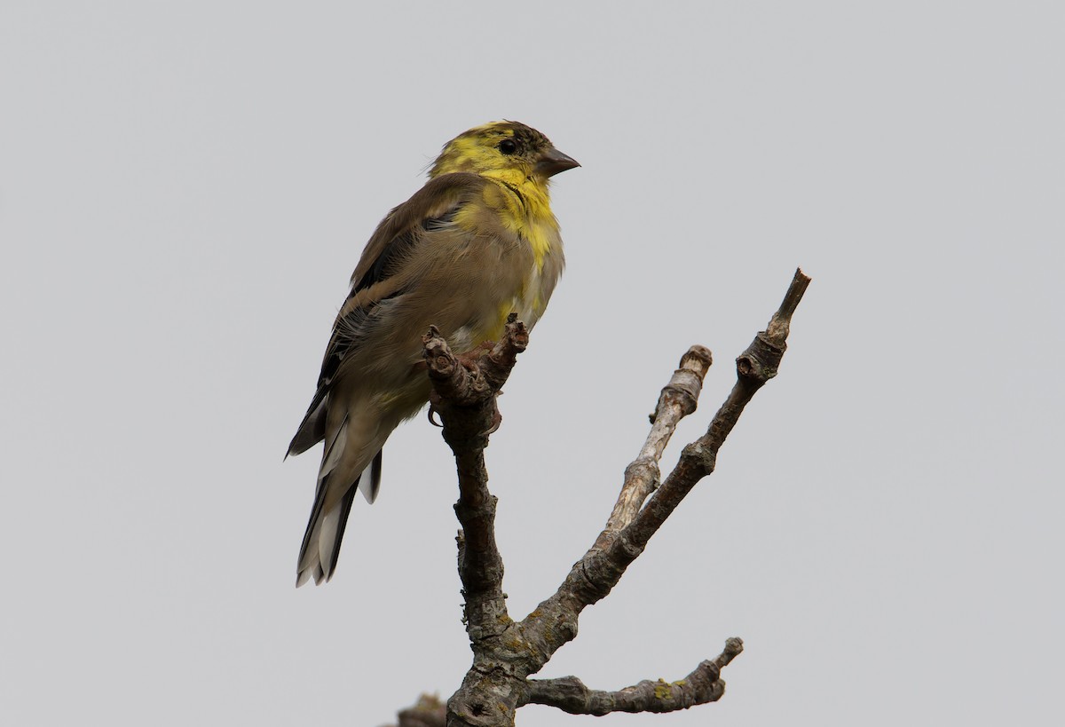 American Goldfinch - ML642665417