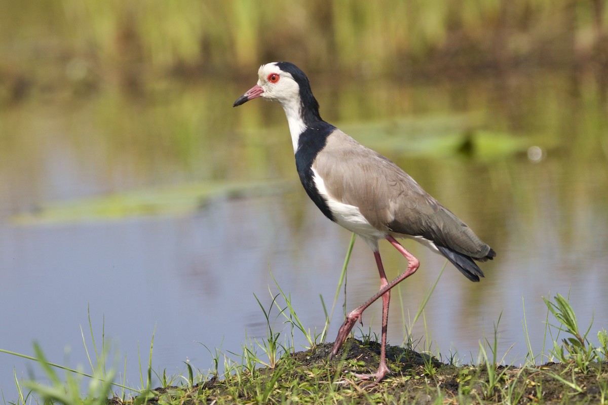 Long-toed Lapwing - ML642665429