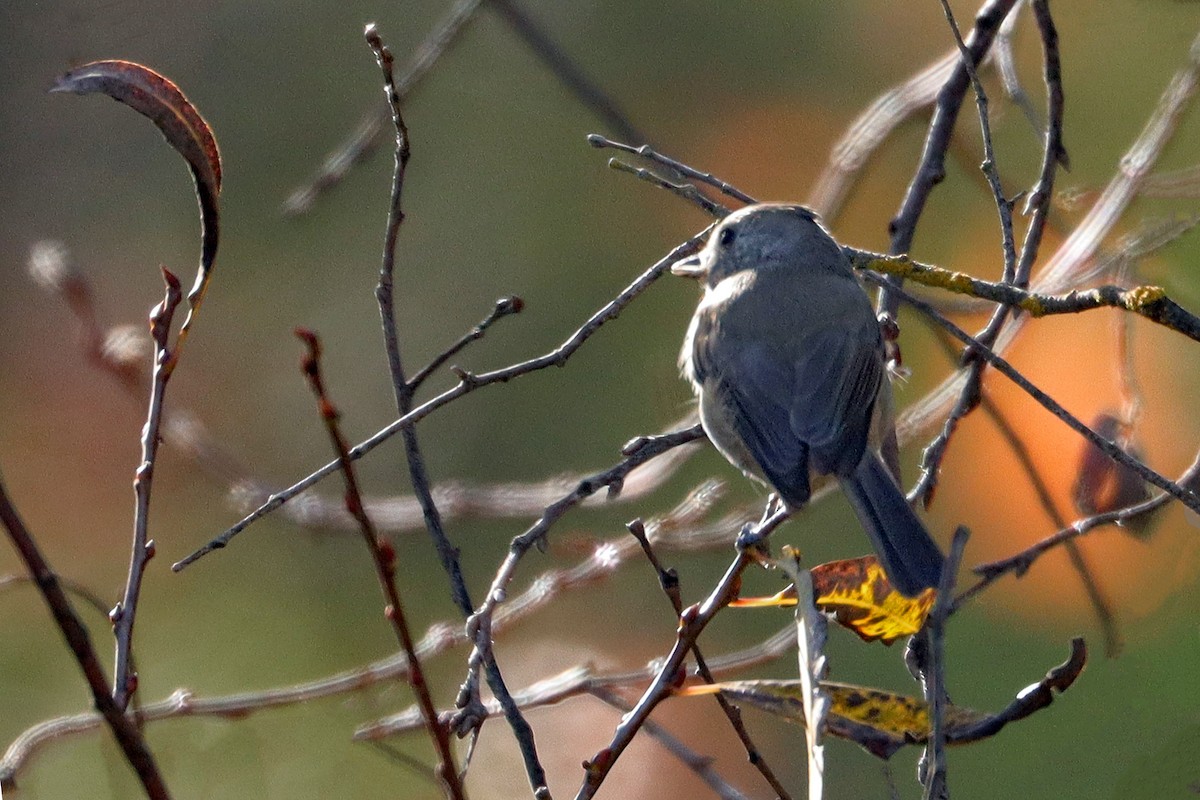 Oak Titmouse - ML642665435
