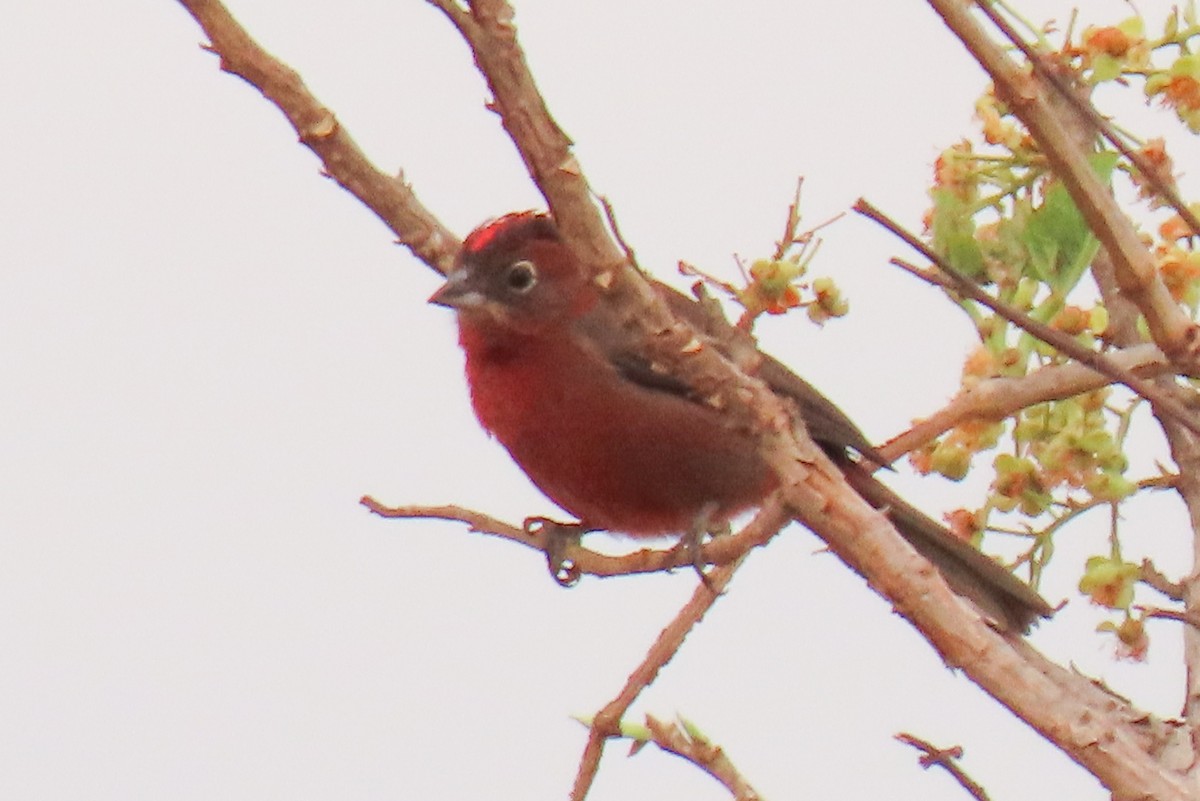 Red-crested Finch - ML642665436