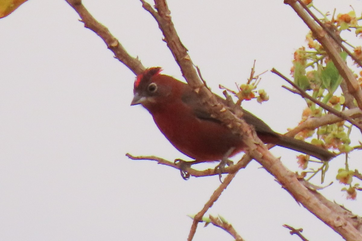 Red-crested Finch - ML642665439