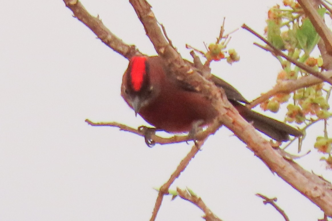 Red-crested Finch - ML642665440
