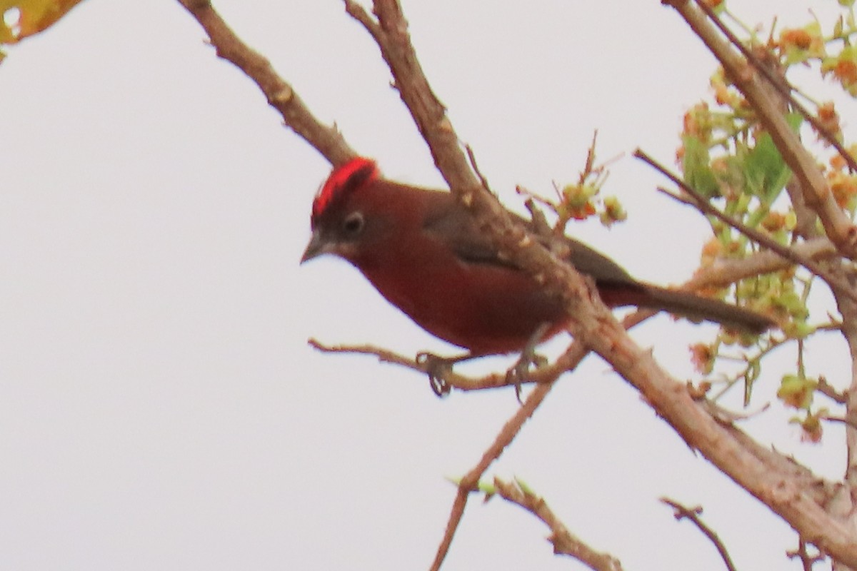 Red-crested Finch - ML642665441