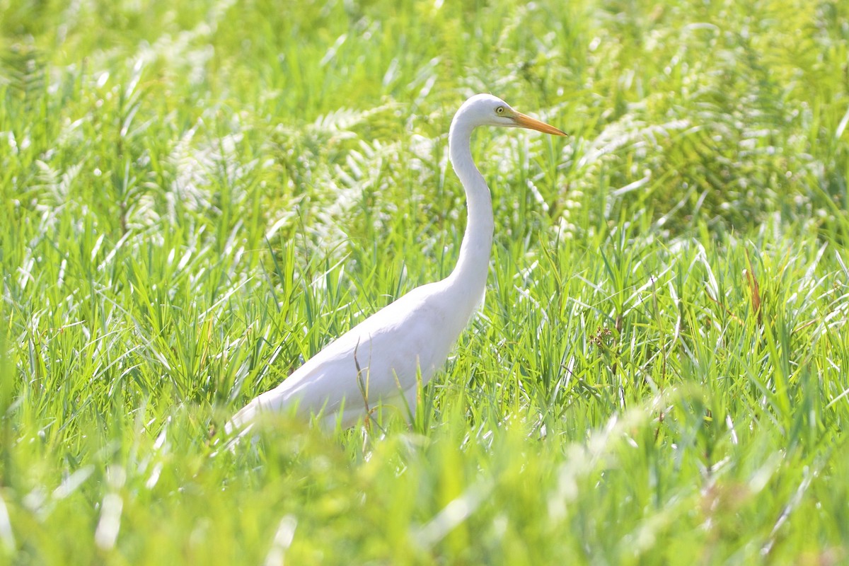 Yellow-billed Egret - ML642665449