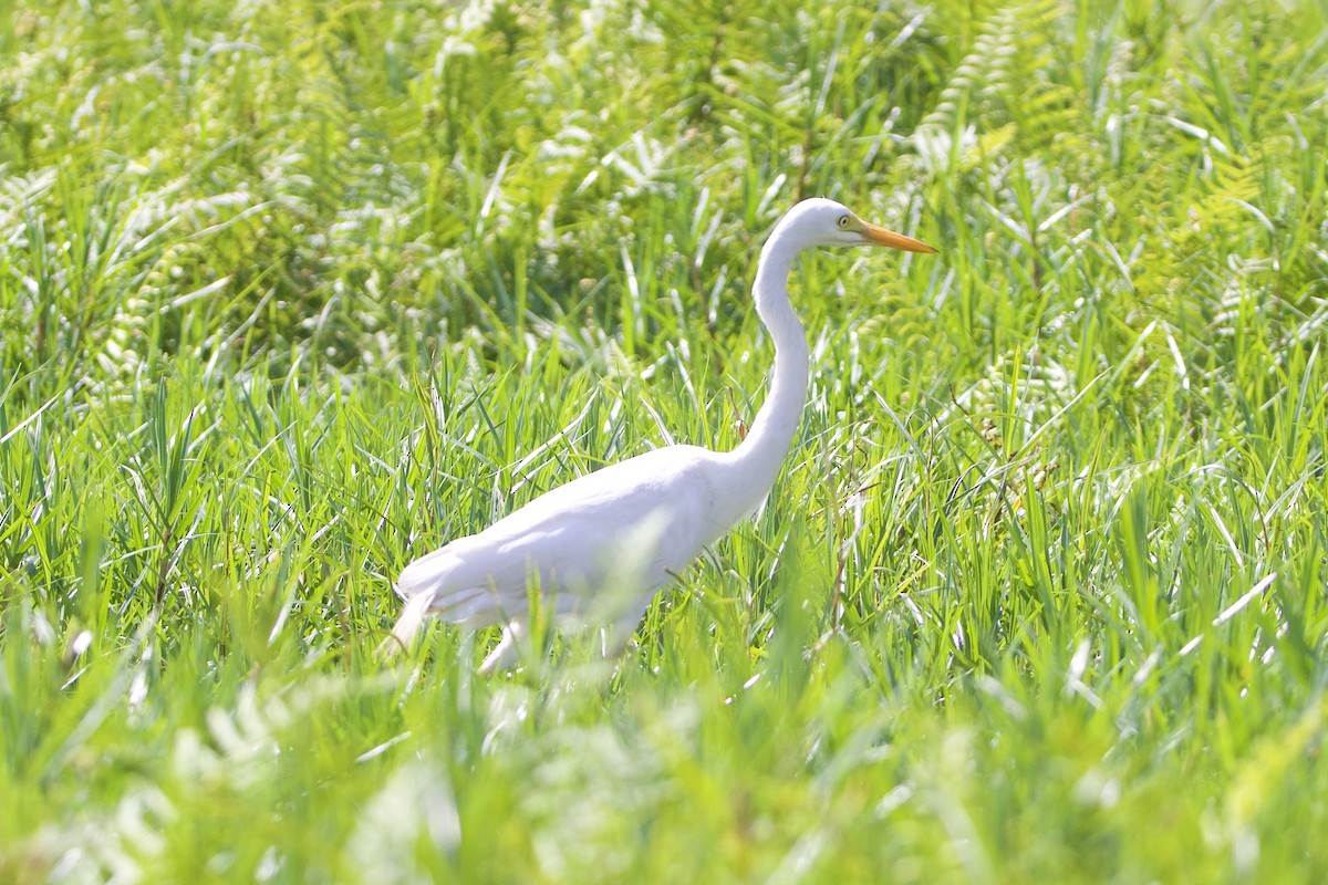 Yellow-billed Egret - ML642665450