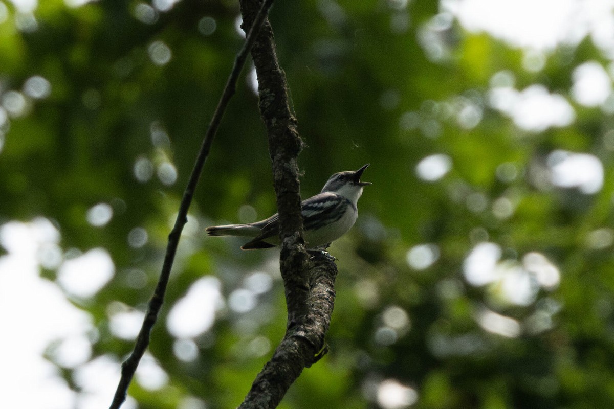 Cerulean Warbler - ML642665460