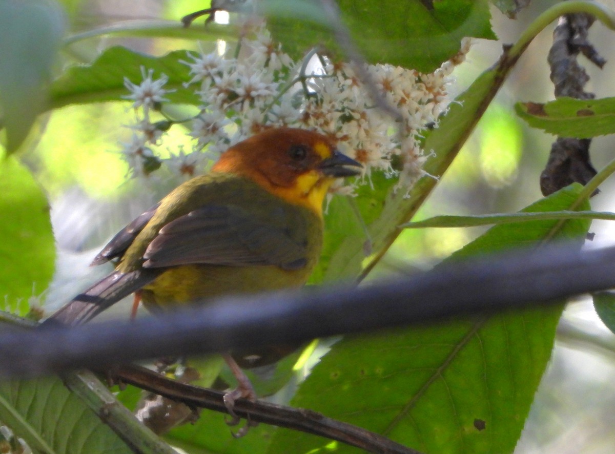 Fulvous-headed Brushfinch - ML642665466