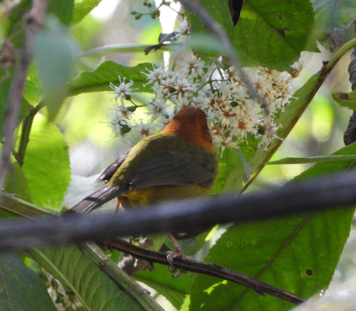 Fulvous-headed Brushfinch - ML642665468