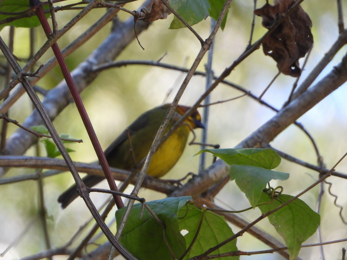 Fulvous-headed Brushfinch - ML642665472