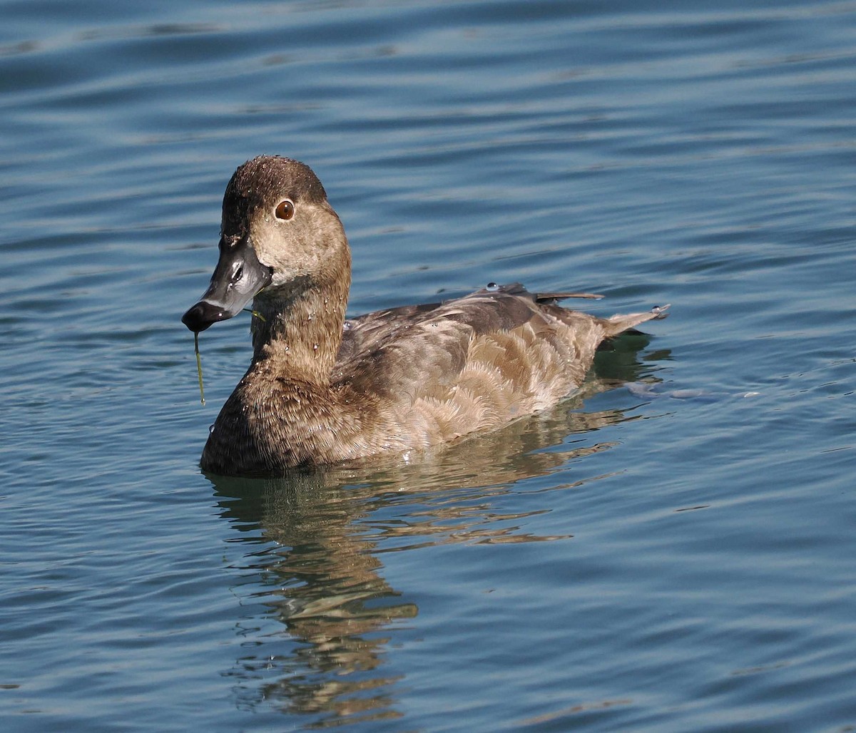 Redhead - ML642665478