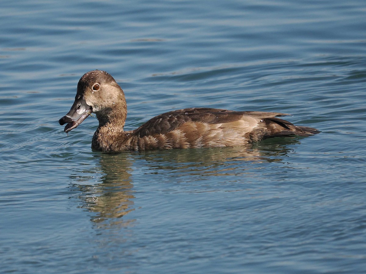 Redhead - ML642665479