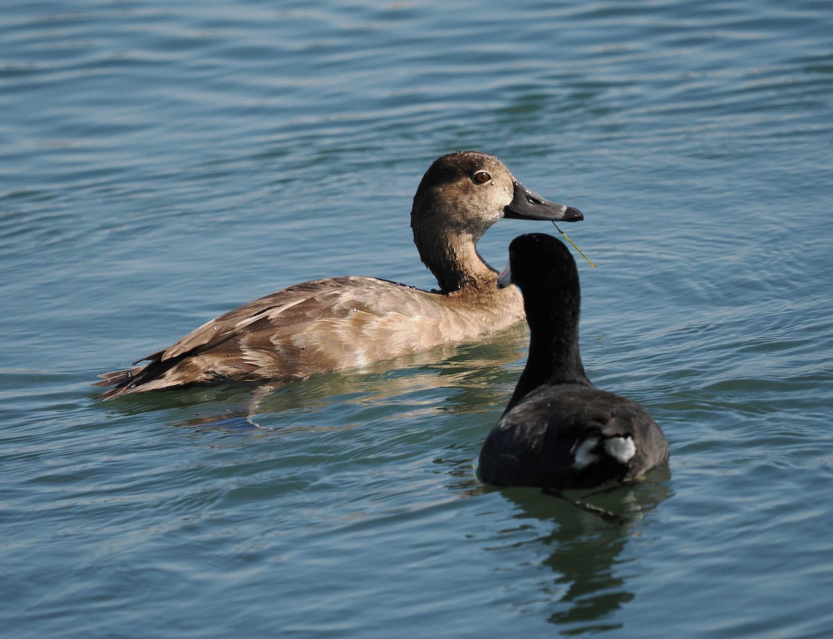 Redhead - ML642665480