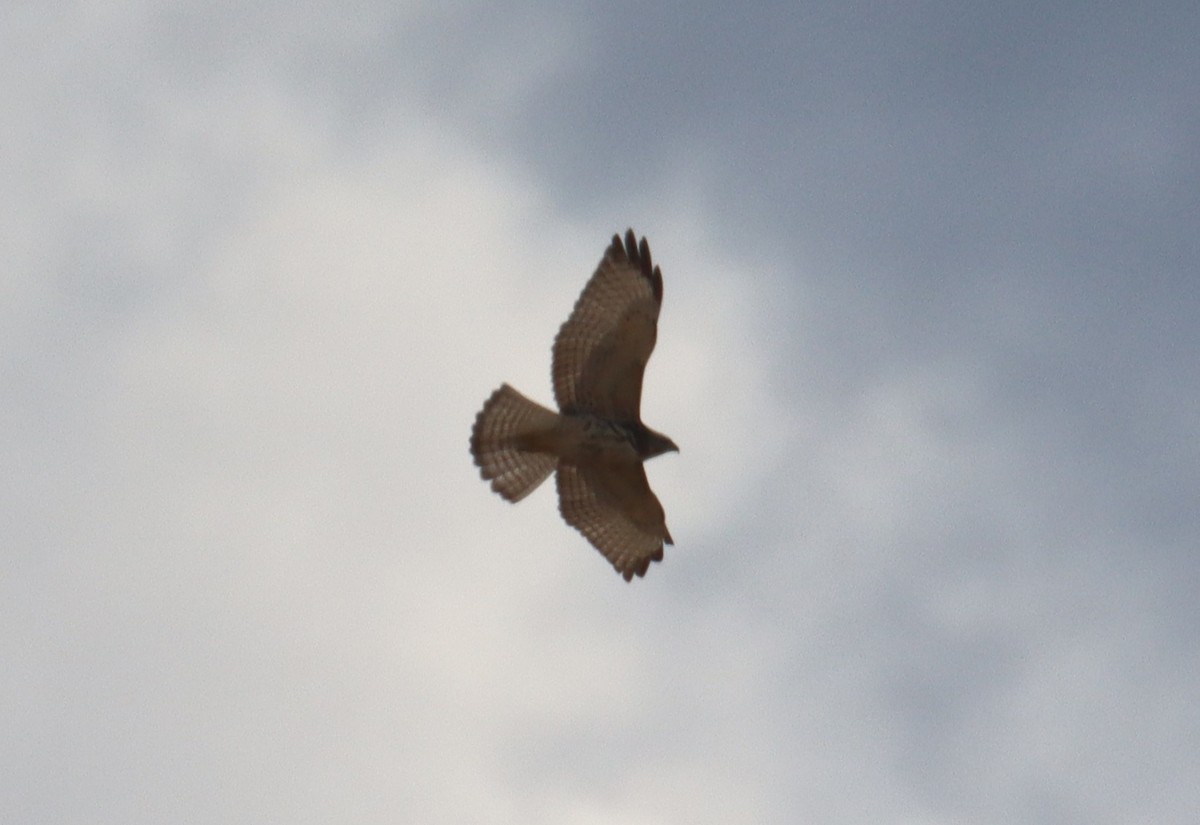 Broad-winged Hawk - ML642665482