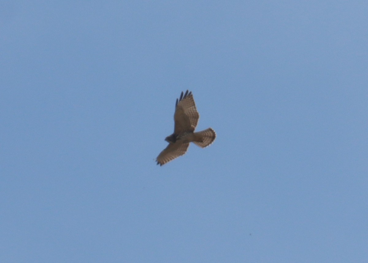 Broad-winged Hawk - ML642665483