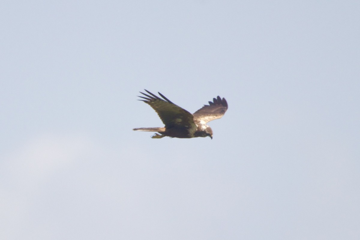 African Marsh Harrier - ML642665484