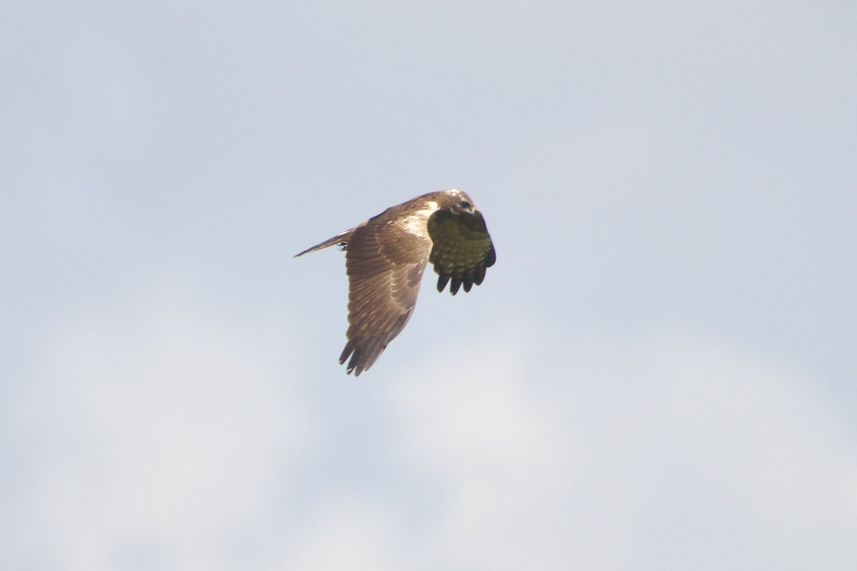 African Marsh Harrier - ML642665485