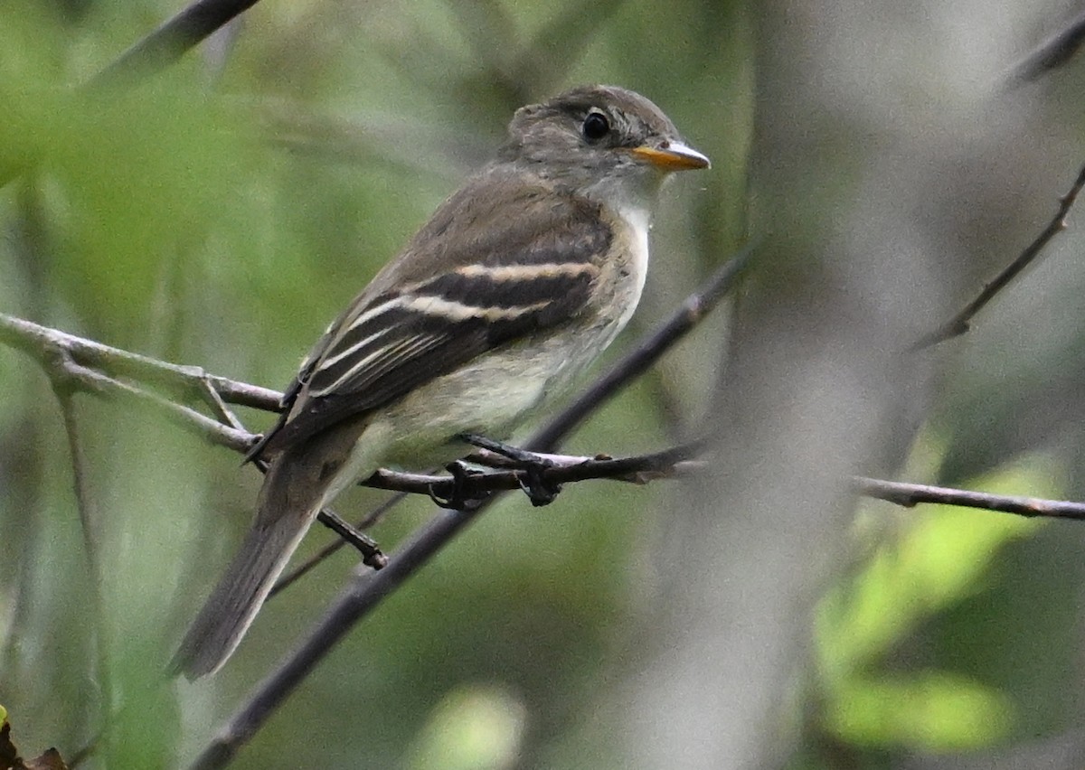 Alder Flycatcher - ML642665488