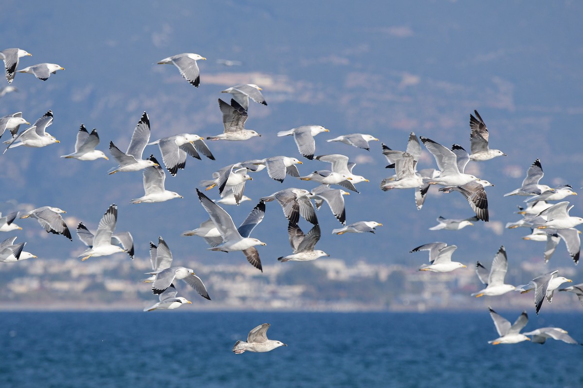 Yellow-legged Gull - ML642665492