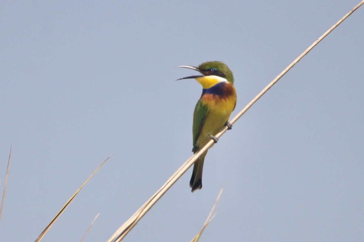 Blue-breasted Bee-eater - ML642665495