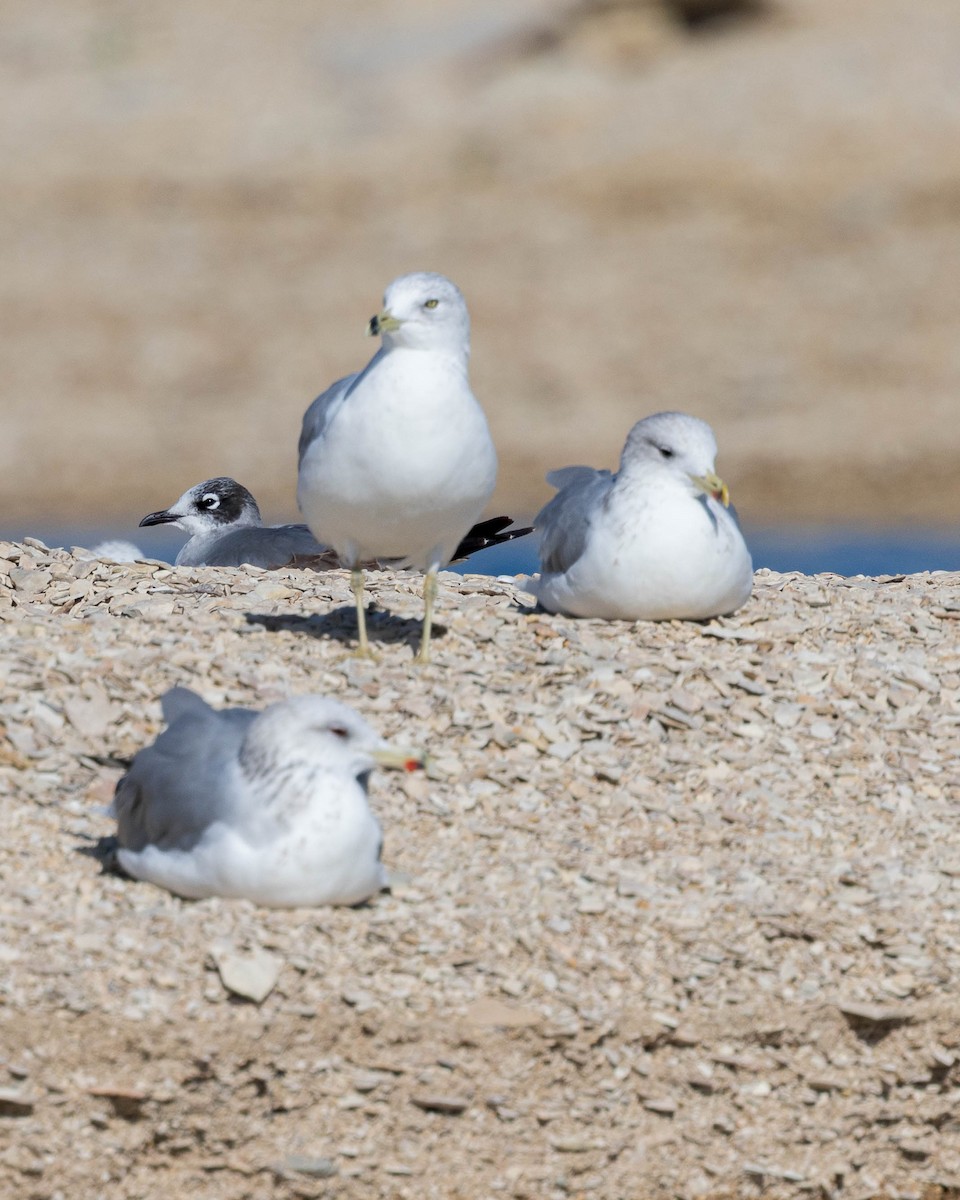 Franklin's Gull - ML642665500