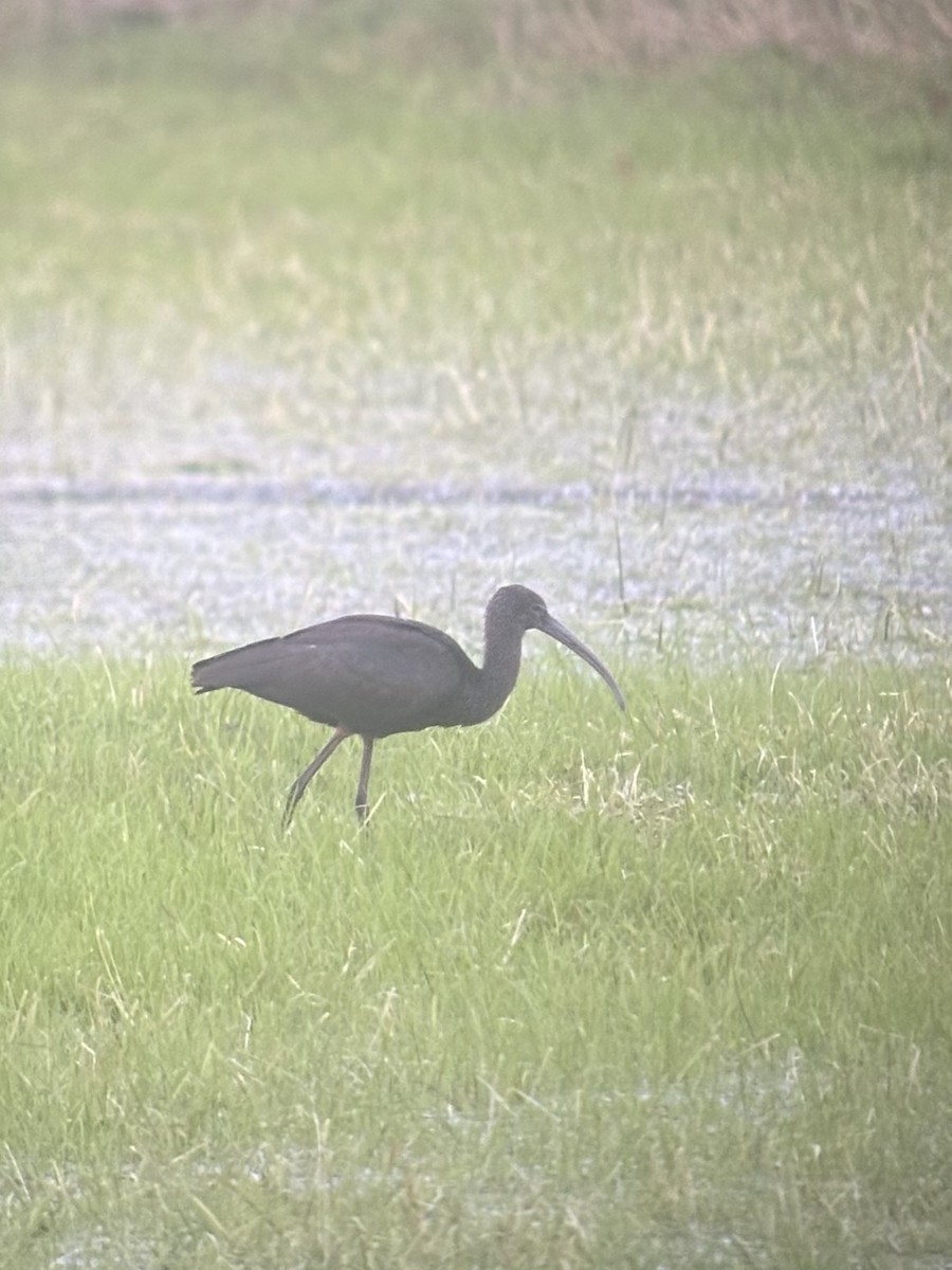 Glossy Ibis - ML642665510