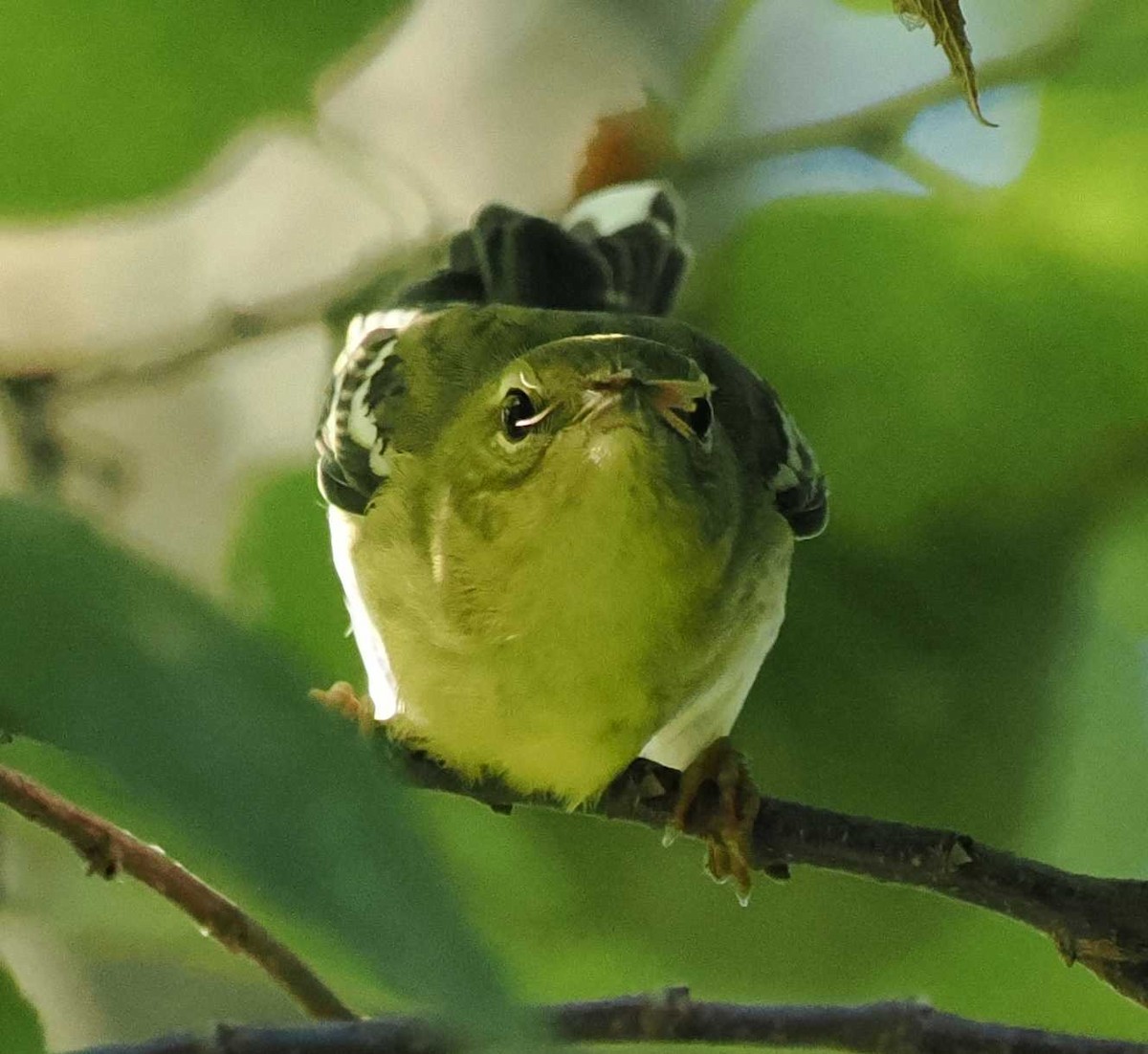 Blackpoll Warbler - ML642665511