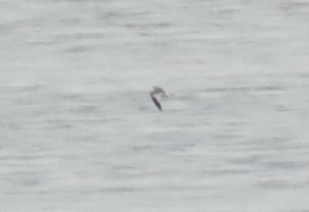 Sabine's Gull - ML642665518