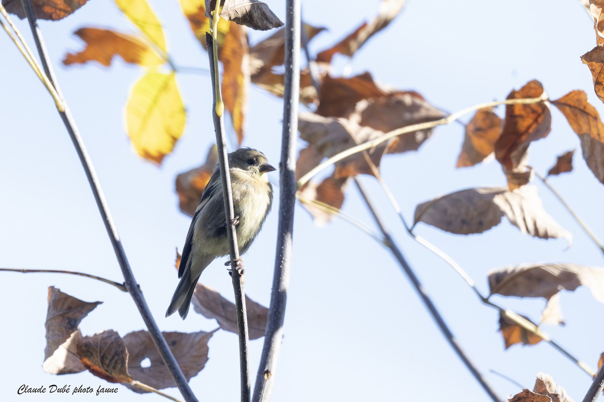 American Goldfinch - ML642665524