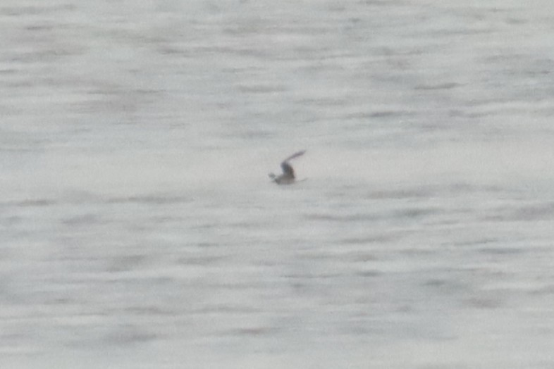 Sabine's Gull - ML642665567