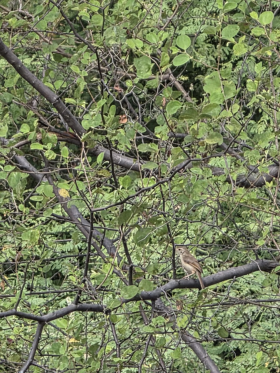 Jungle Prinia - ML642665569