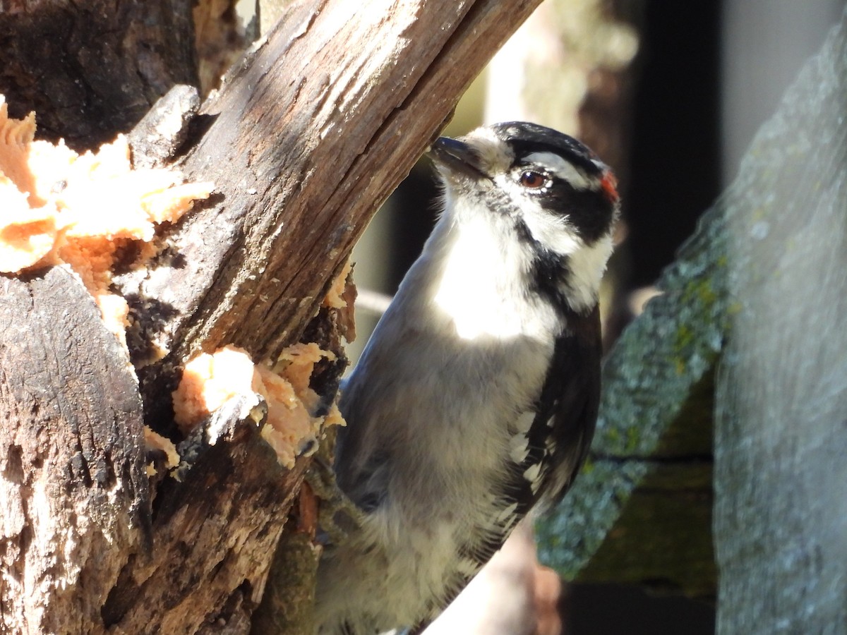 Downy Woodpecker - ML642665573