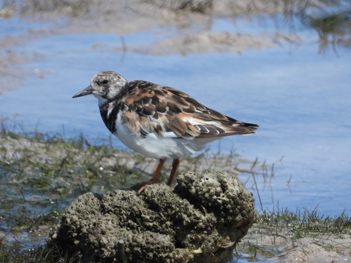 Ruddy Turnstone - ML642665593