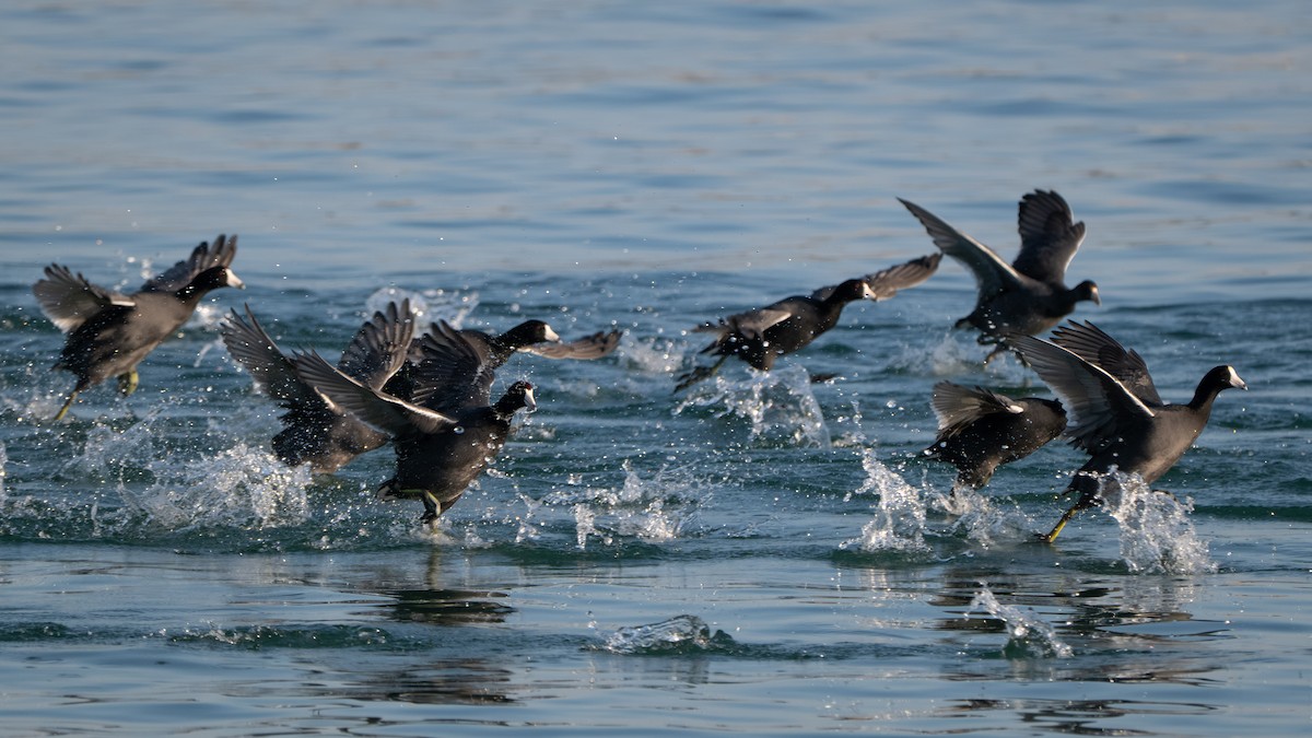 American Coot - ML642665609