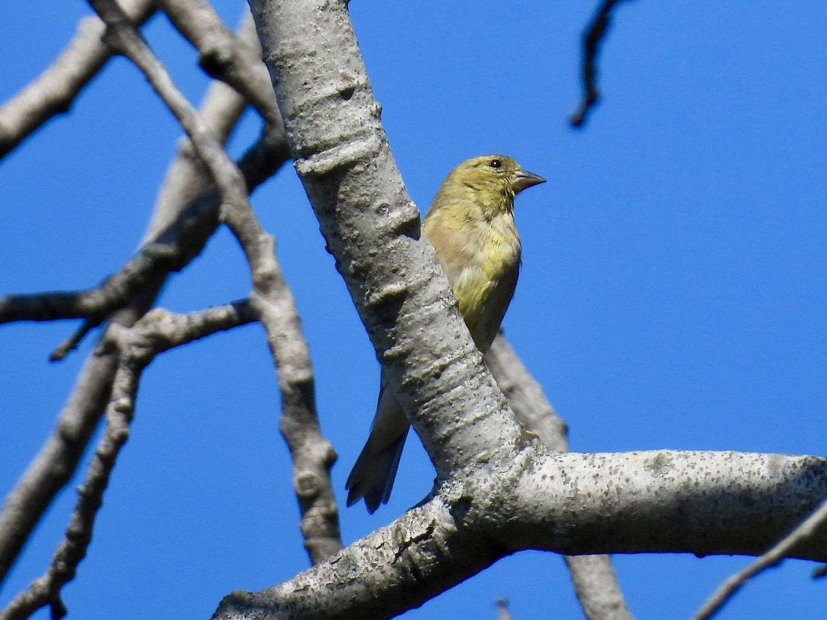 American Goldfinch - ML642665627