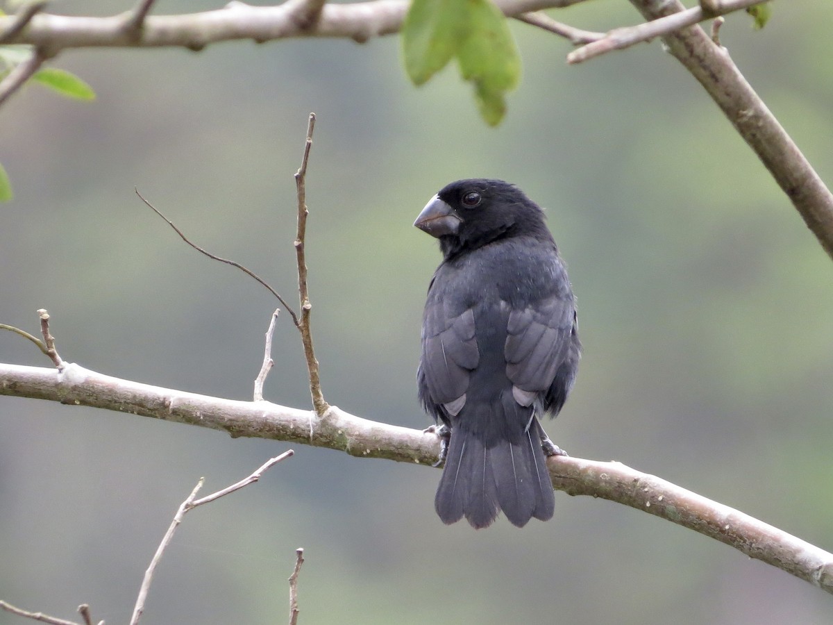 Thick-billed Seed-Finch - ML642665632