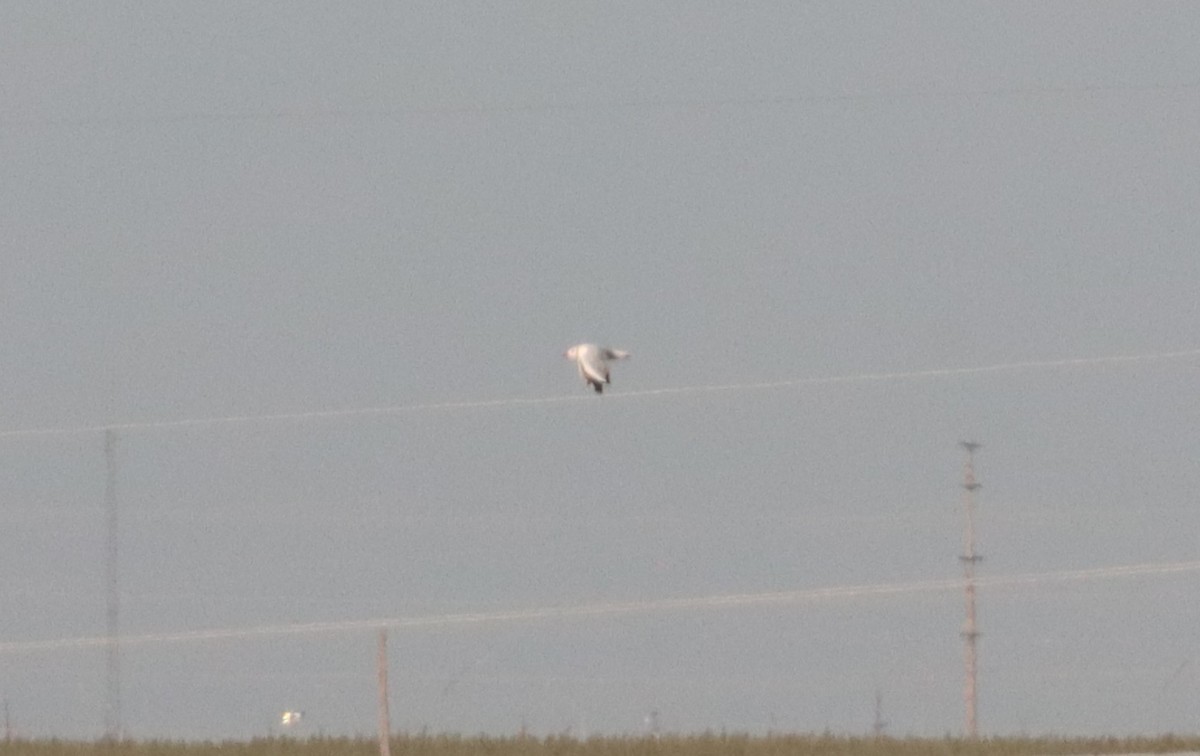 Black-headed Gull - ML642665647