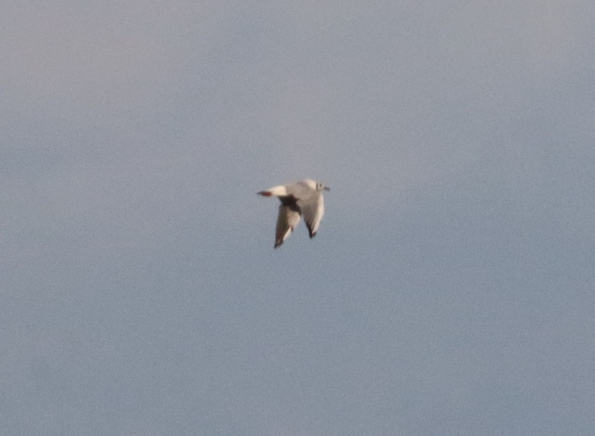 Black-headed Gull - ML642665648