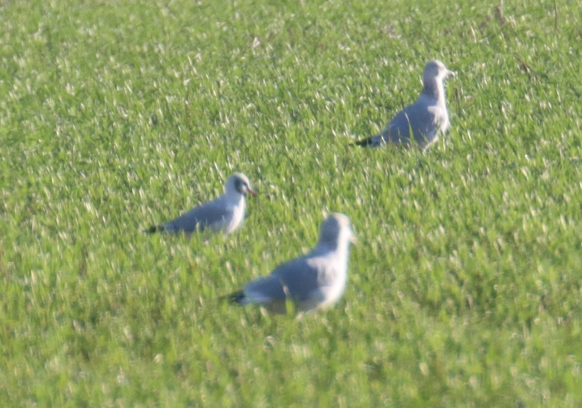 Black-headed Gull - ML642665649