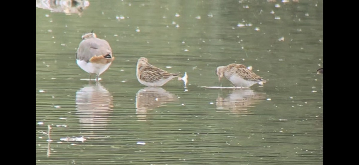 Pectoral Sandpiper - ML642665652